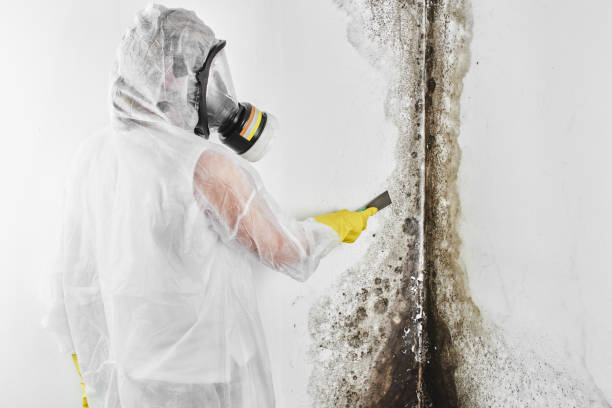 Best Fast Mold Removal  in Thousand Palms, CA