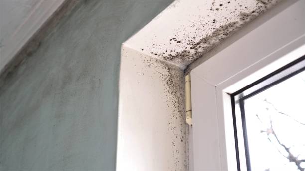 Best Emergency Mold Removal  in Thousand Palms, CA
