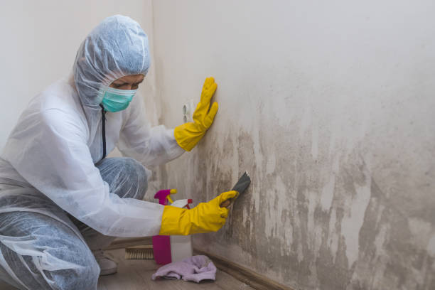 Best Certified Mold Removal  in Thousand Palms, CA