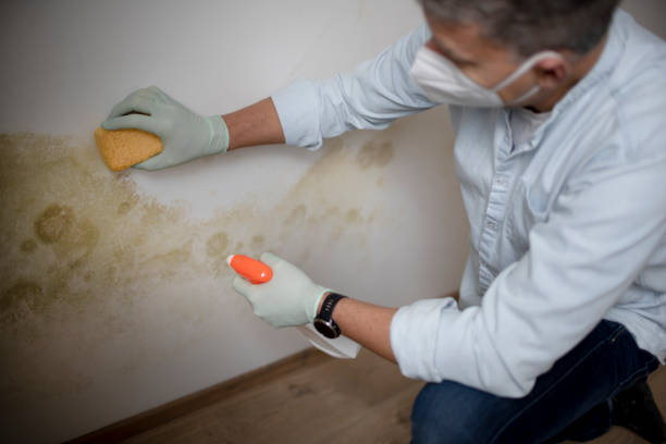 Best Same-Day Mold Removal  in Thousand Palms, CA