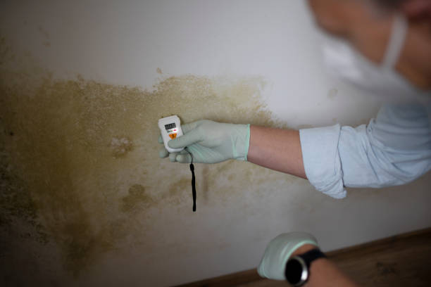 Trusted Thousand Palms, CA Mold Removal Experts