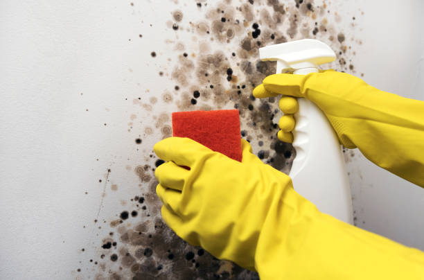 Best Emergency Mold Removal  in Thousand Palms, CA