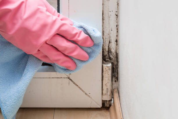 Best Crawl Space Mold Removal  in Thousand Palms, CA