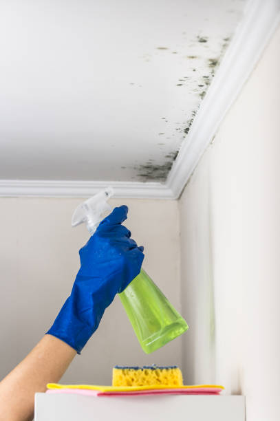 Best Certified Mold Removal  in Thousand Palms, CA