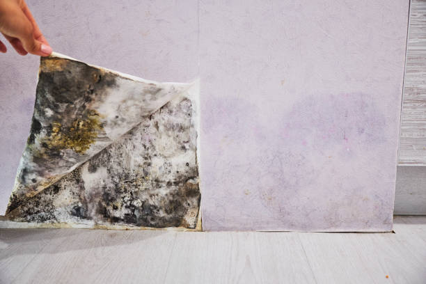 Best Professional Mold Removal  in Thousand Palms, CA